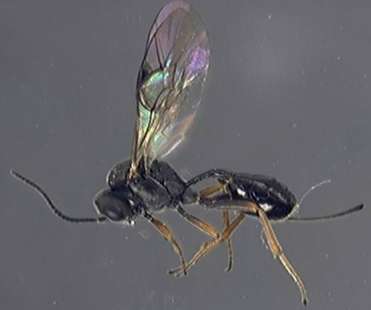 Ichneumonidae 26